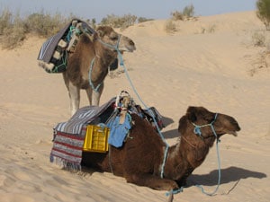 dunes-chameaux-jeuner-sahara