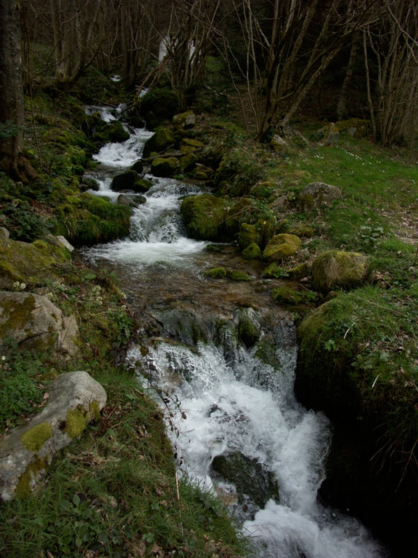 rivière-jeûne-forêt-nature